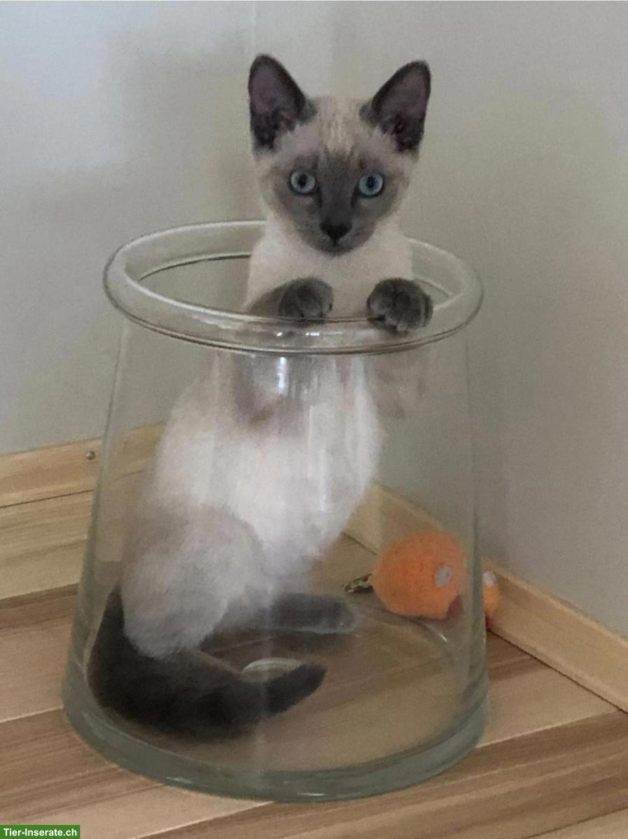 Siam Katzenbabys, blue-point & blue-tabby-point