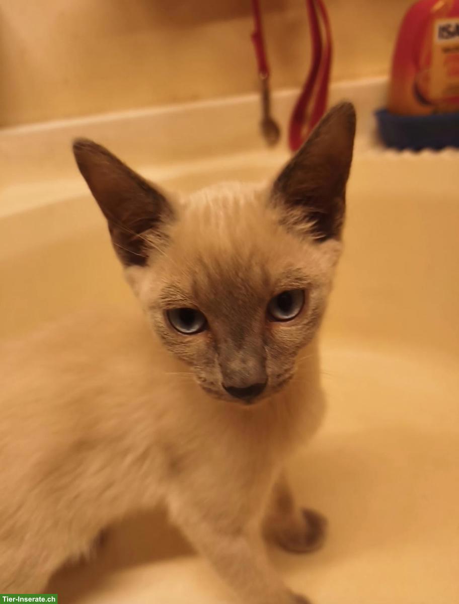 Bild 2: Siam Katzenbabys, blue-point & blue-tabby-point