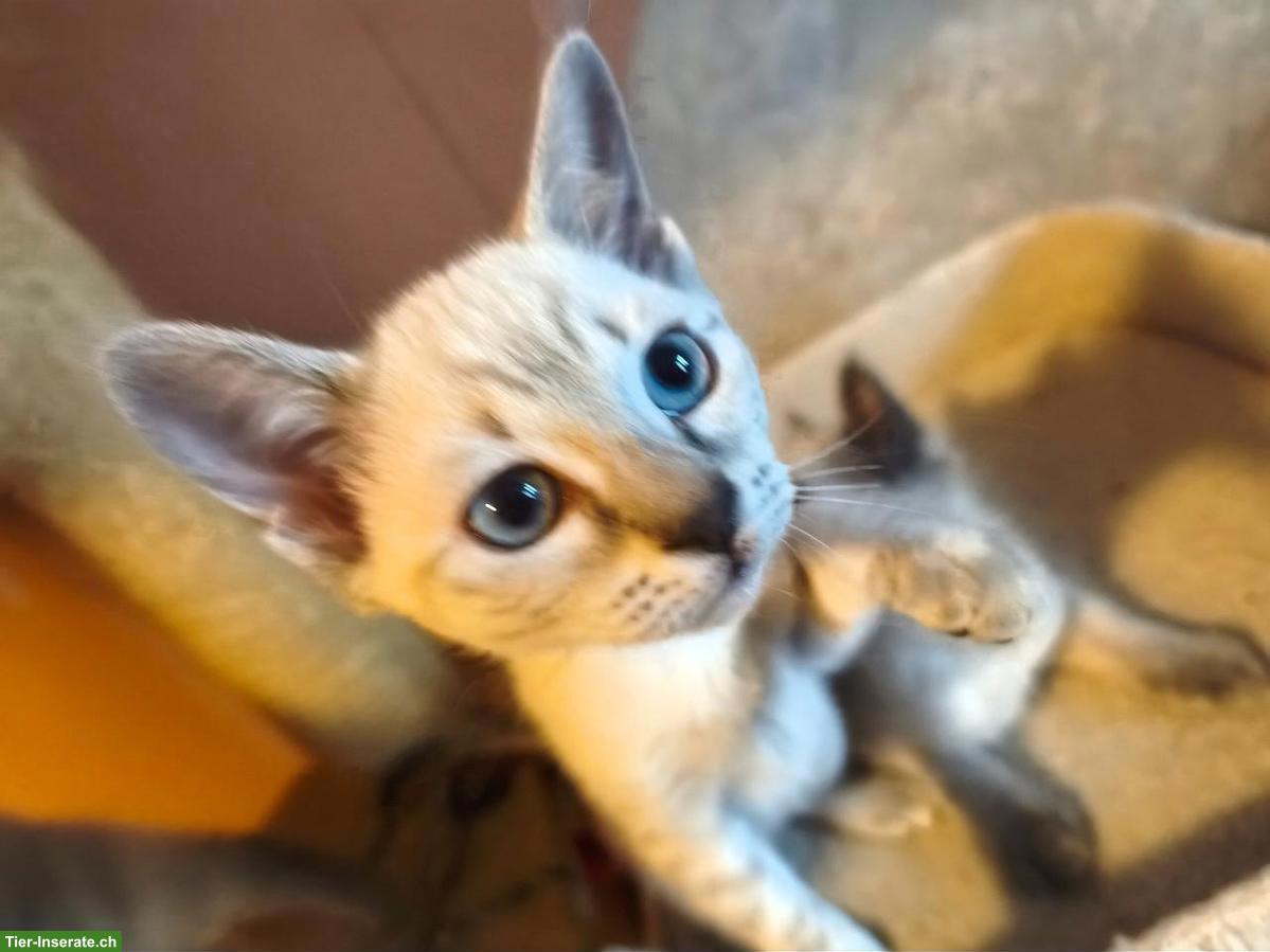 Bild 6: Siam Katzenbabys, blue-point & blue-tabby-point