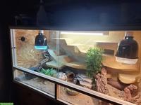 2 Leopardgecko Weibchen mit Terrarium an guten Platz abzugeben