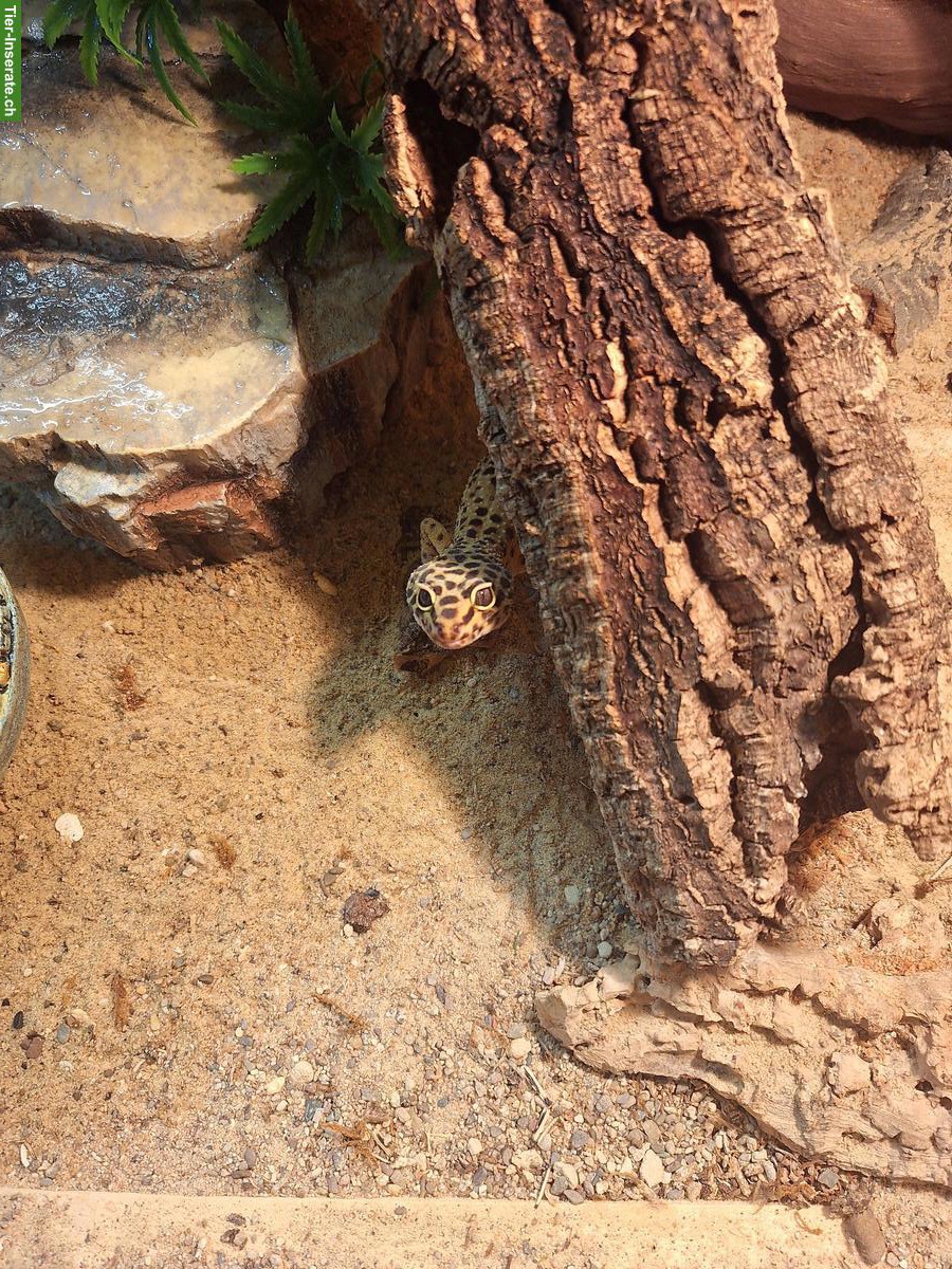 Bild 3: 2 Leopardgecko Weibchen mit Terrarium an guten Platz abzugeben