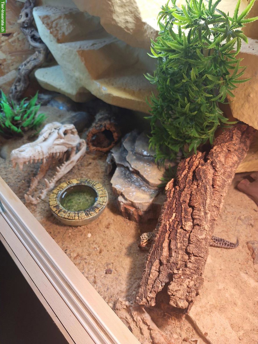 Bild 4: 2 Leopardgecko Weibchen mit Terrarium an guten Platz abzugeben