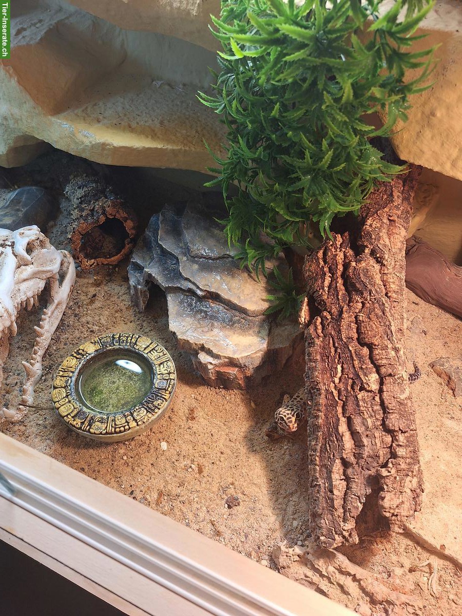 Bild 5: 2 Leopardgecko Weibchen mit Terrarium an guten Platz abzugeben