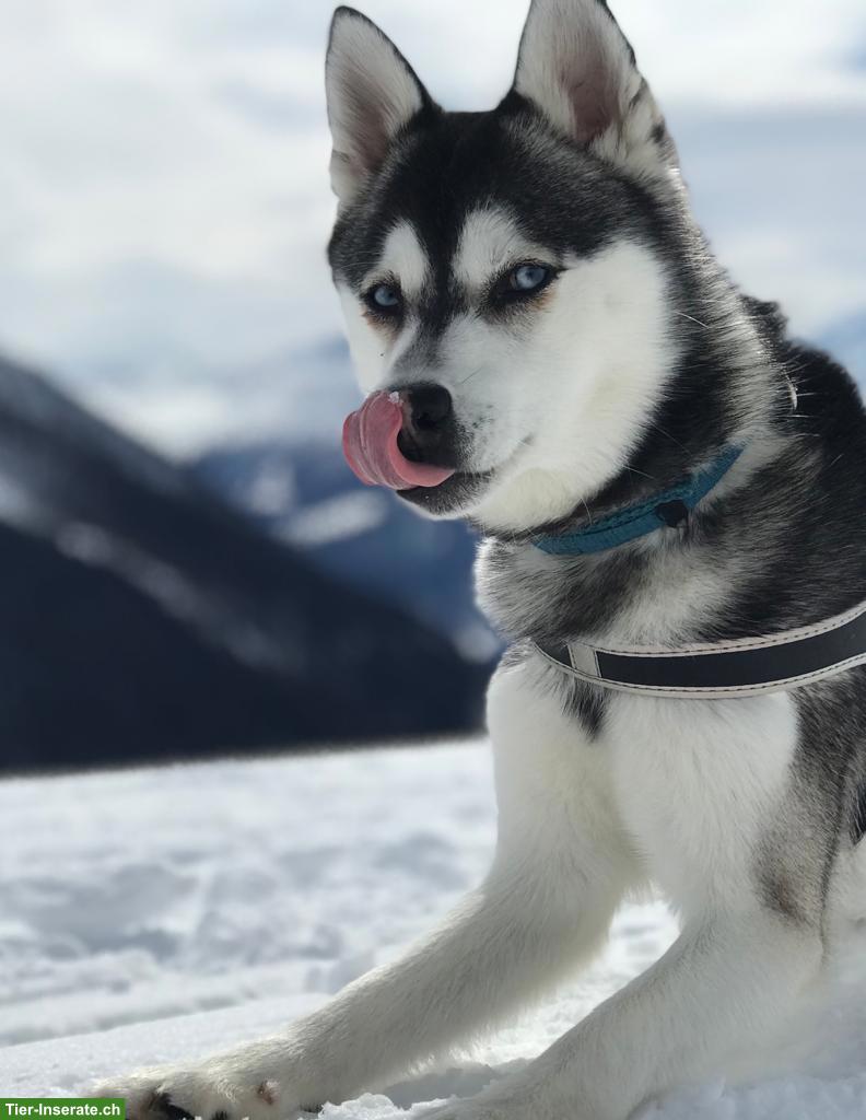 Alaskan Klee Kai Rüde sucht passenden Lebensplatz