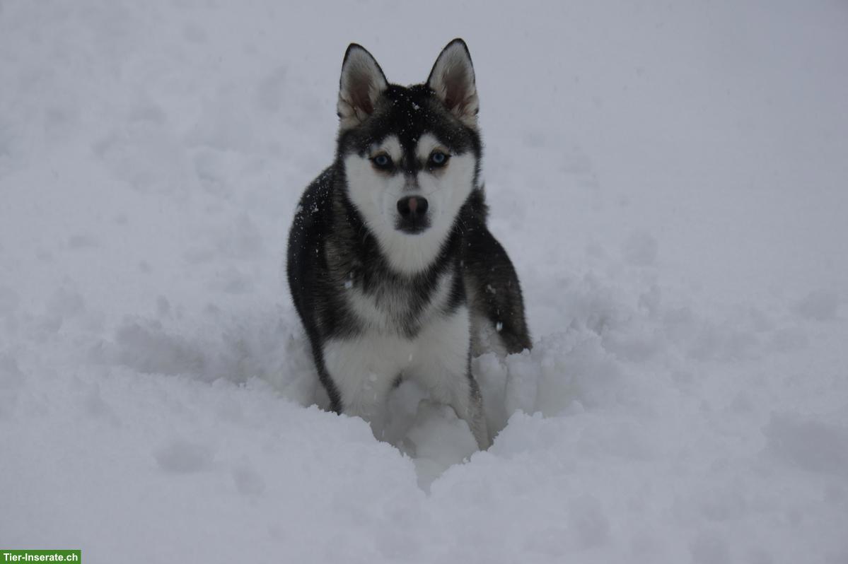 Bild 2: Alaskan Klee Kai Rüde sucht passenden Lebensplatz