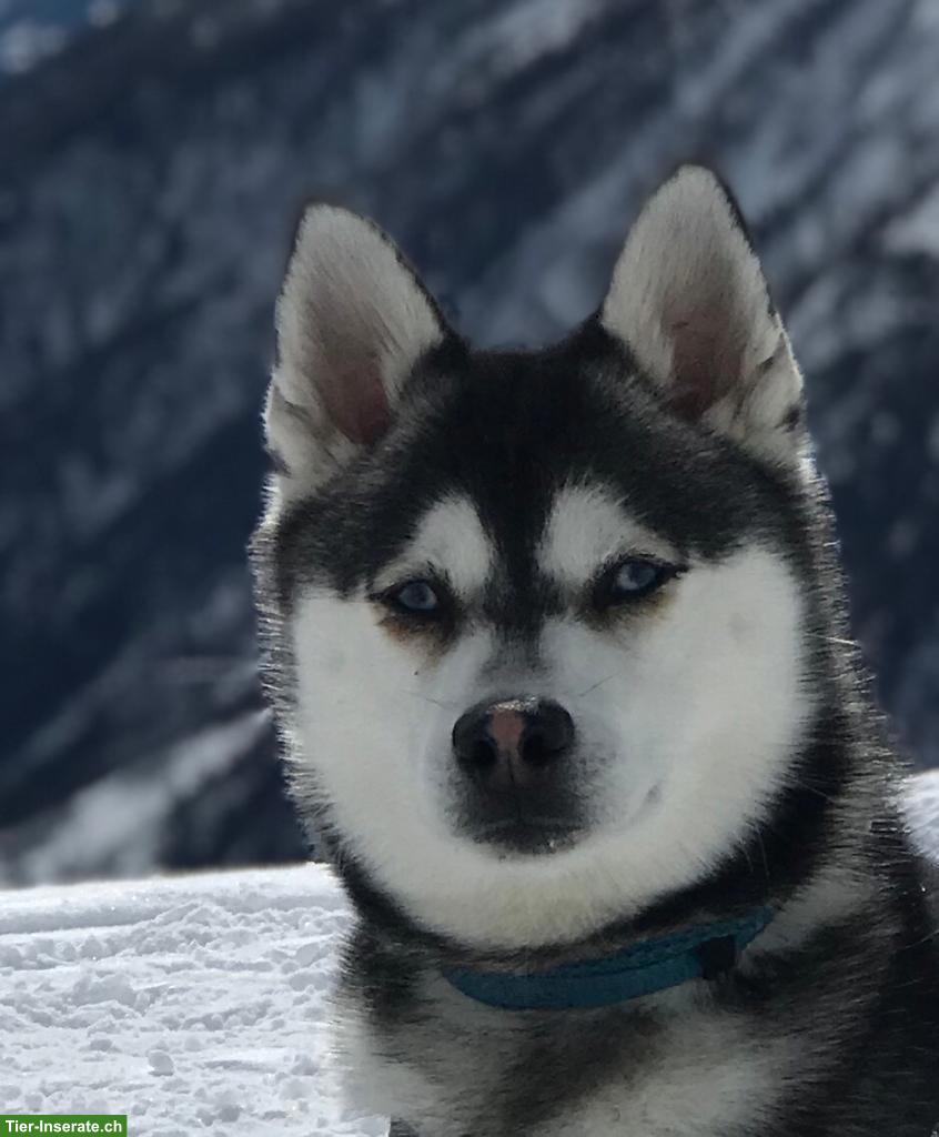 Bild 3: Alaskan Klee Kai Rüde sucht passenden Lebensplatz