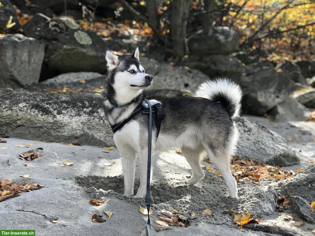 Bild 4: Alaskan Klee Kai Rüde sucht passenden Lebensplatz