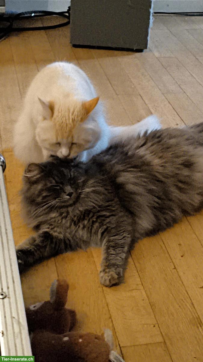 Bild 2: Sibirische Kitten | Wurfankündigung Mitte April