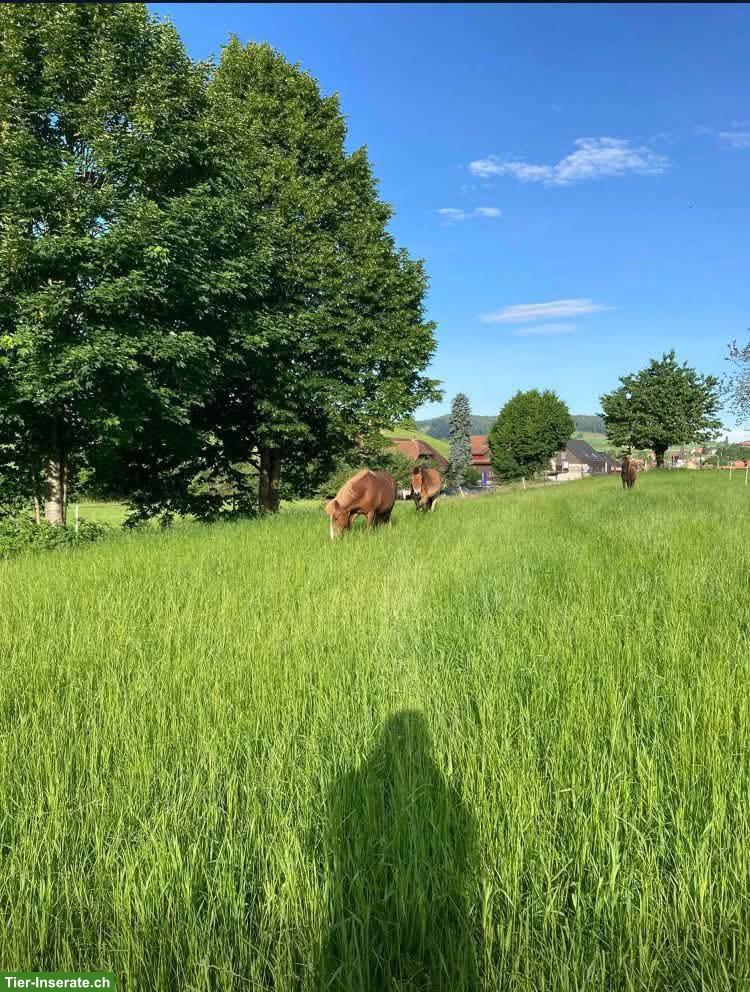 Bild 2: Pony und Pferde Offenstall, ab CHF 400.- im Kanton Bern