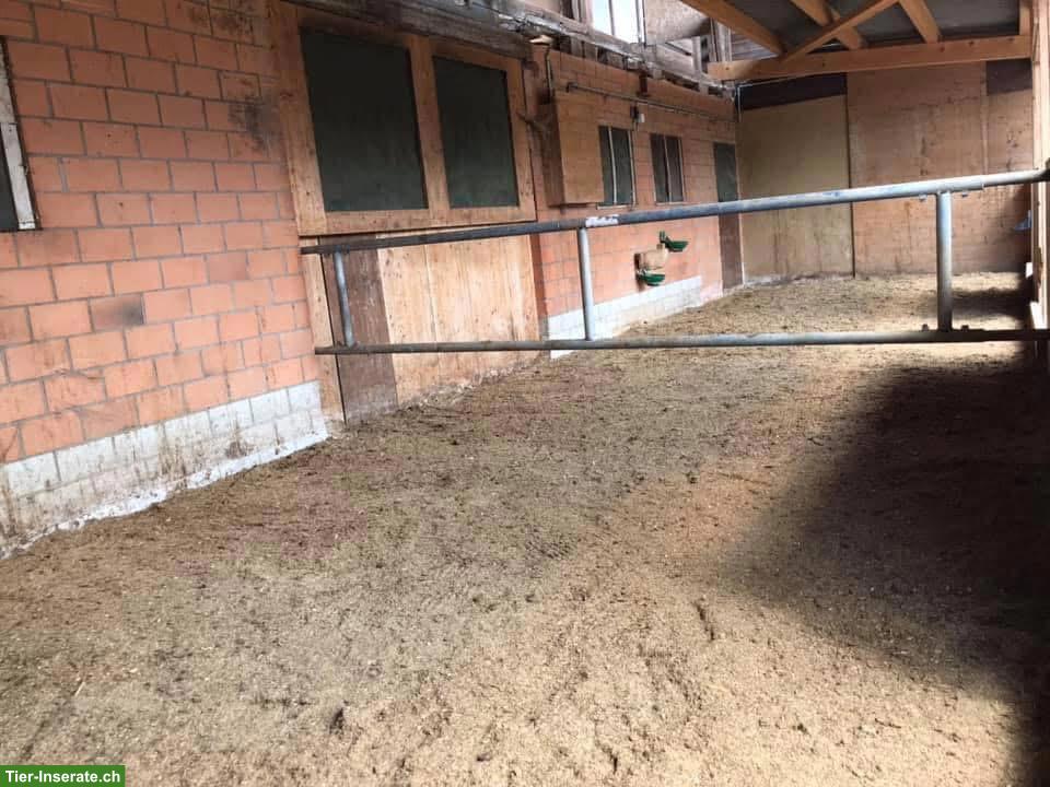 Bild 3: Pony und Pferde Offenstall, ab CHF 400.- im Kanton Bern