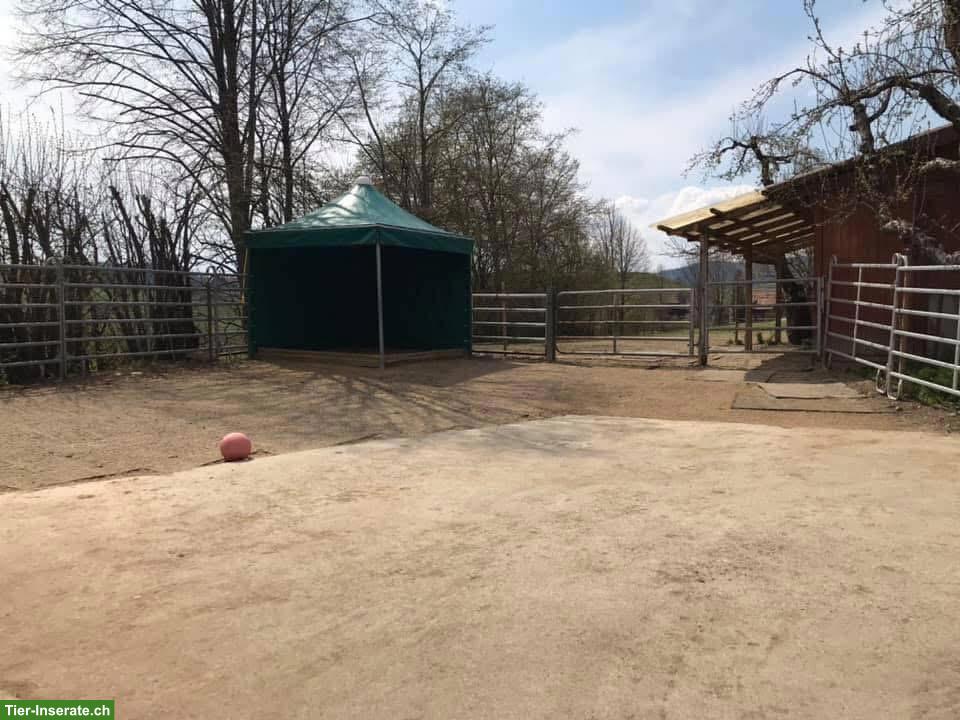 Bild 4: Pony und Pferde Offenstall, ab CHF 400.- im Kanton Bern