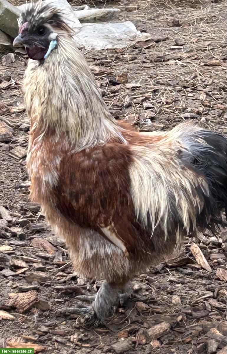 2 Zwergseidenhähne gratis abzugeben