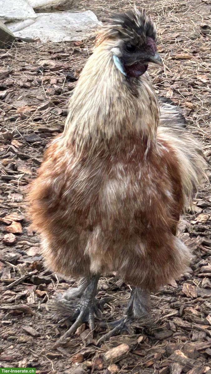 Bild 2: 2 Zwergseidenhähne gratis abzugeben