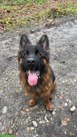 Deutscher Schäferhund „Barko“ sucht Zuhause für immer