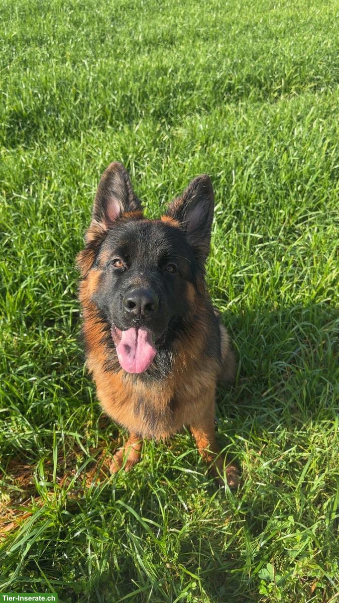 Bild 2: Deutscher Schäferhund „Barko“ sucht Zuhause für immer