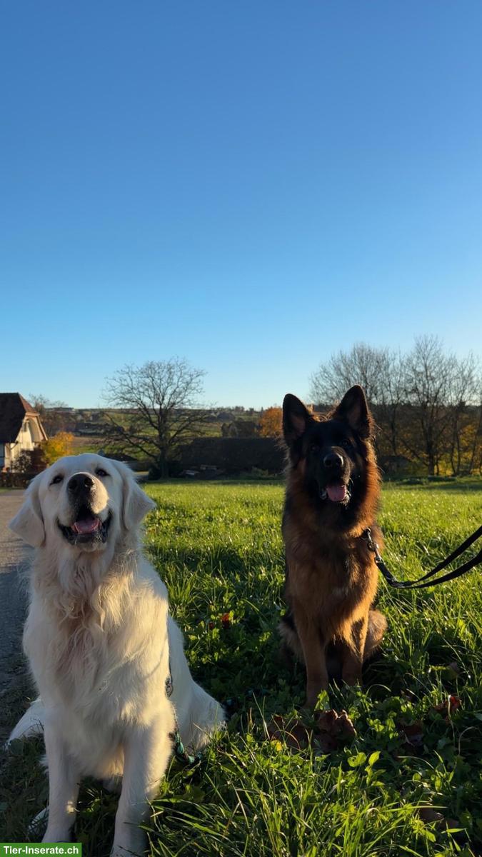 Bild 3: Deutscher Schäferhund „Barko“ sucht Zuhause für immer