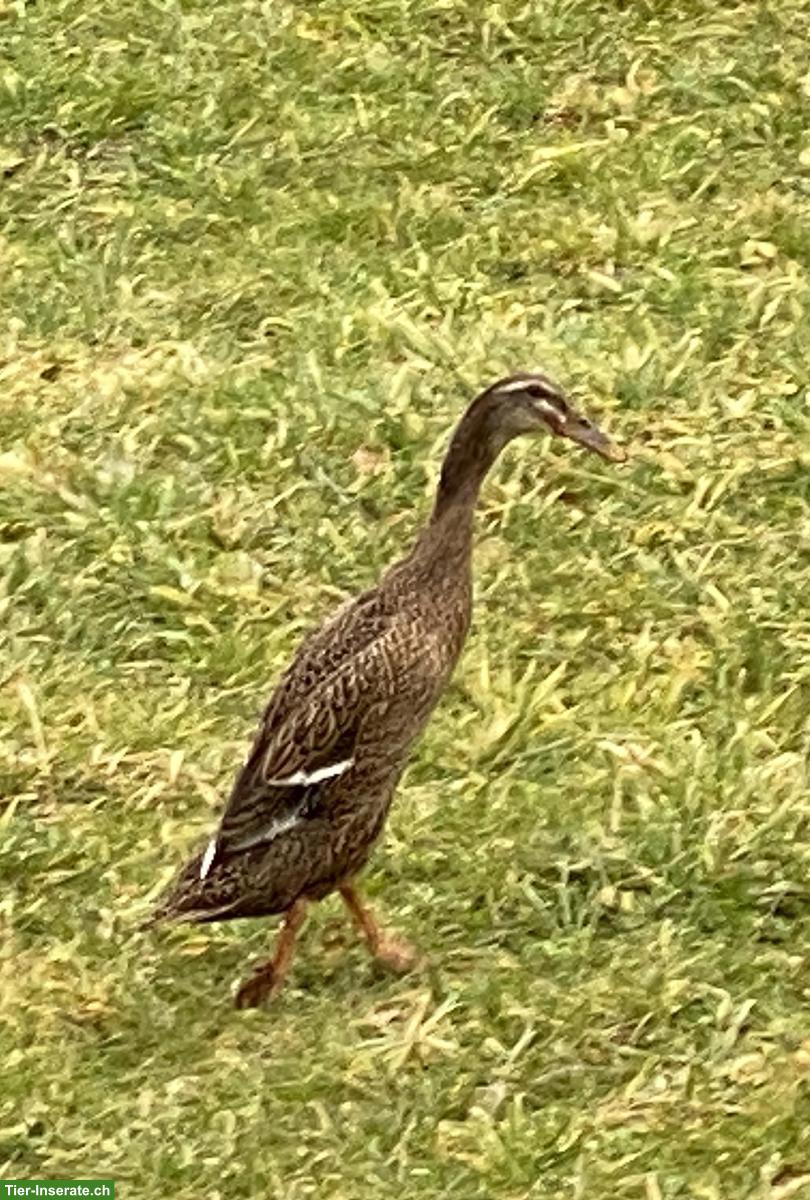 Laufenten Weibchen sucht neues Zuhause
