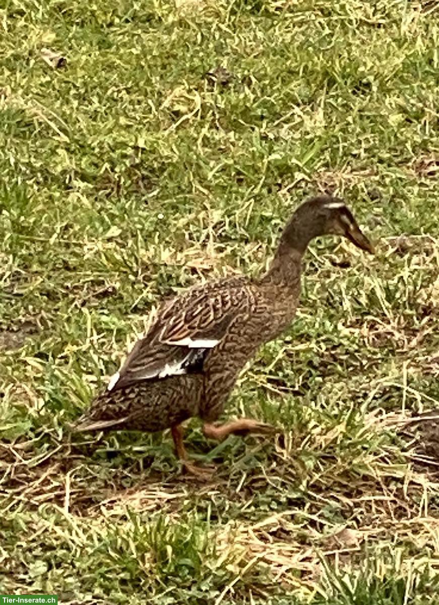 Bild 2: Laufenten Weibchen sucht neues Zuhause