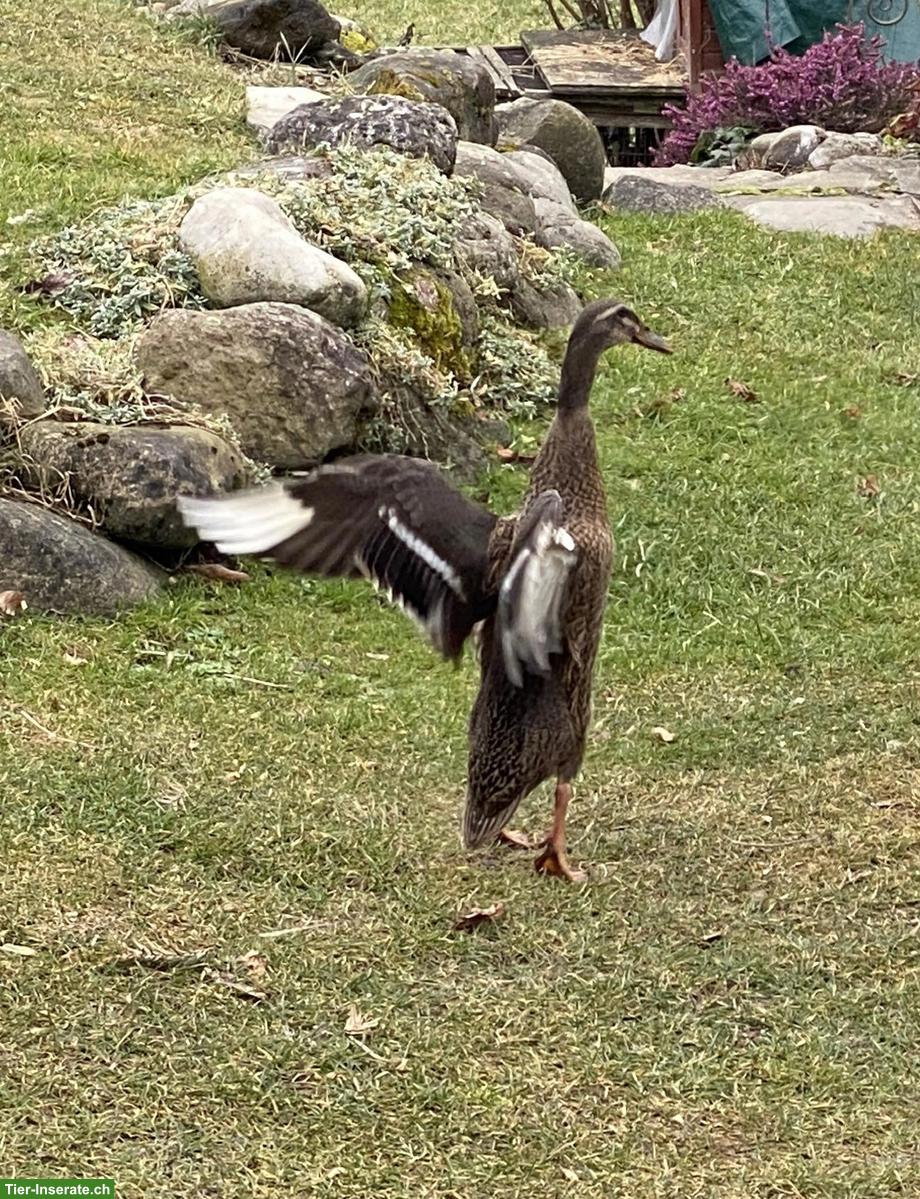 Bild 3: Laufenten Weibchen sucht neues Zuhause