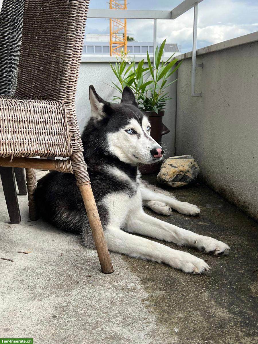 4-jähriger Siberian Husky Rüde Anuk