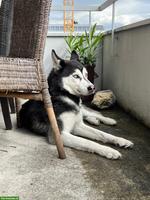 4-jähriger Siberian Husky Rüde Anuk