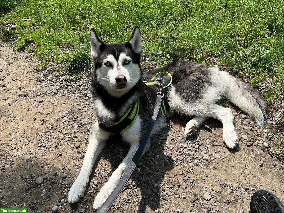 Bild 2: 4-jähriger Siberian Husky Rüde Anuk