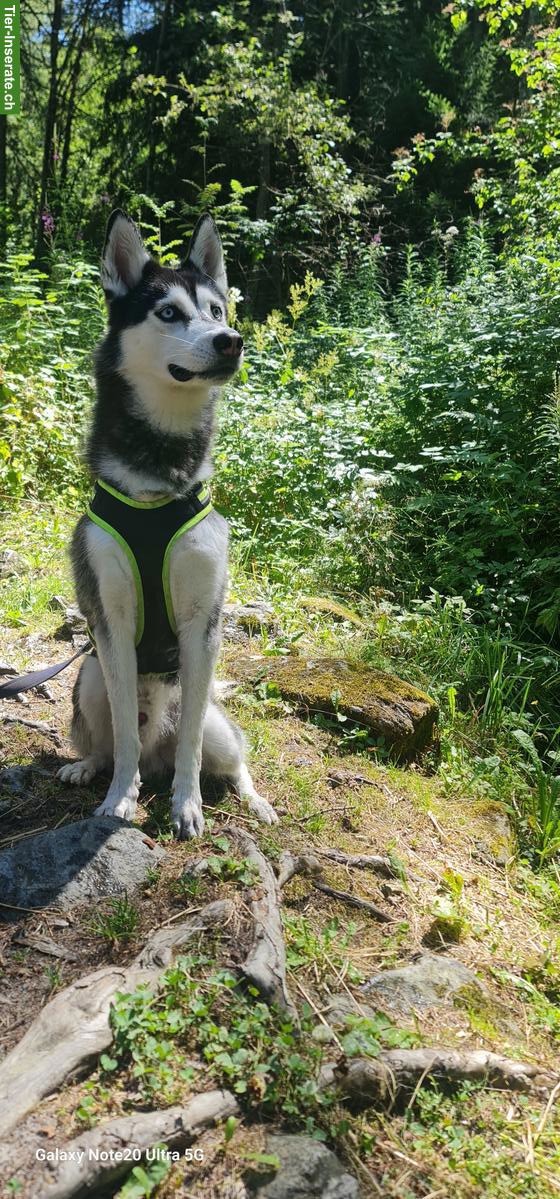 Bild 4: 4-jähriger Siberian Husky Rüde Anuk