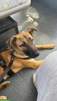 Malinois Mix Rüde Thia sucht sein Glück