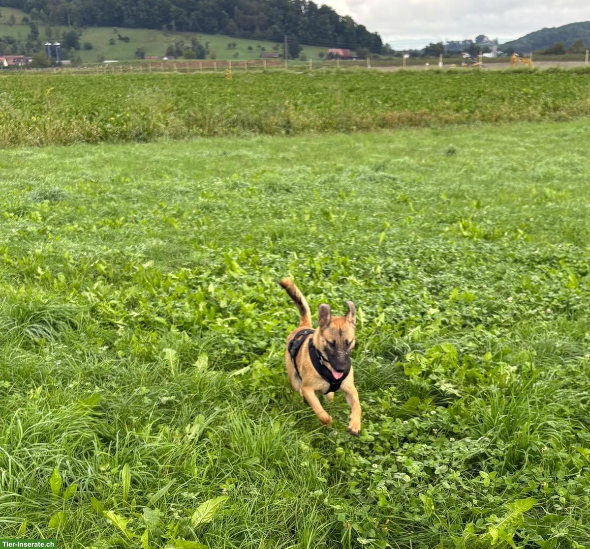 Bild 3: Malinois Mix Rüde Thia sucht sein Glück