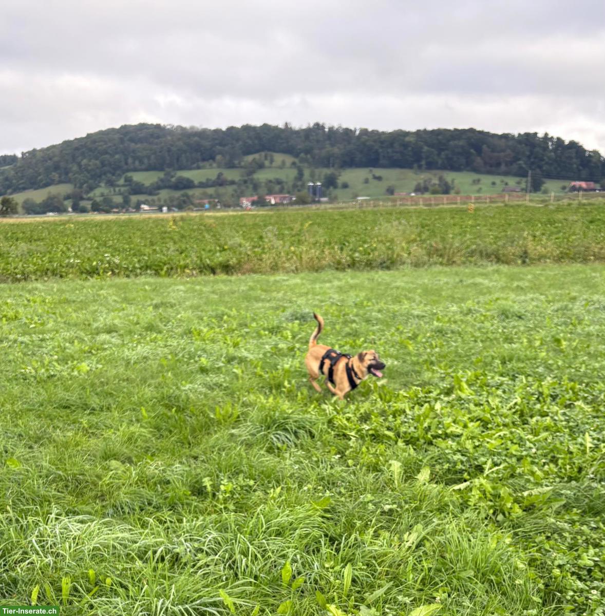 Bild 4: Malinois Mix Rüde Thia sucht sein Glück
