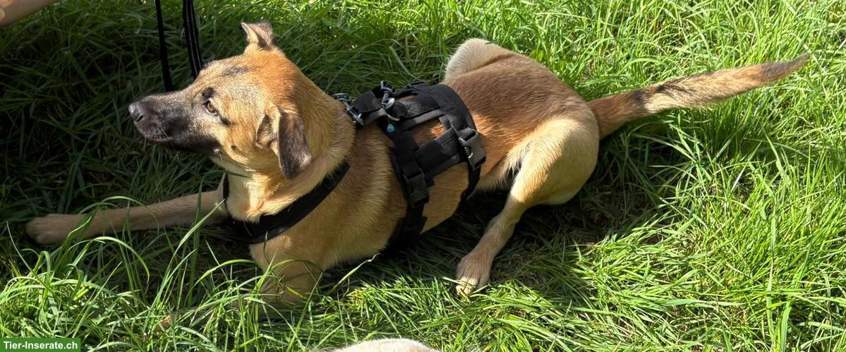Bild 5: Malinois Mix Rüde Thia sucht sein Glück