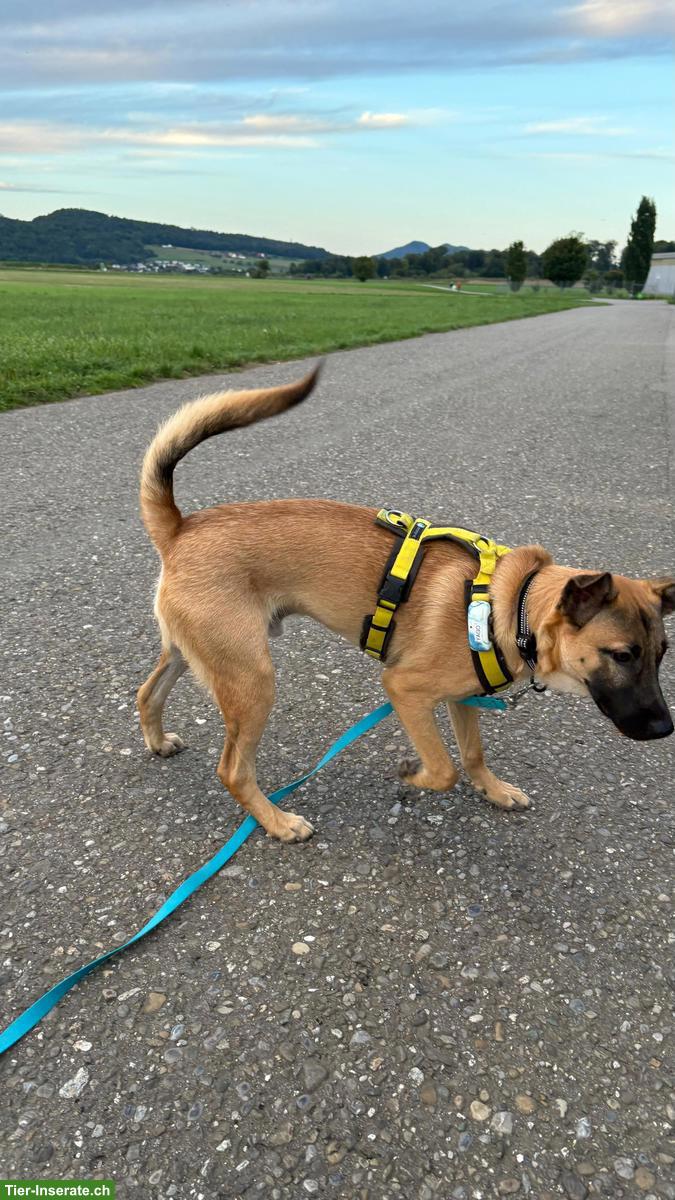 Bild 7: Malinois Mix Rüde Thia sucht sein Glück
