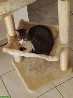 Katzenpaar, Kater & Katze suchen dringend neuen Platz