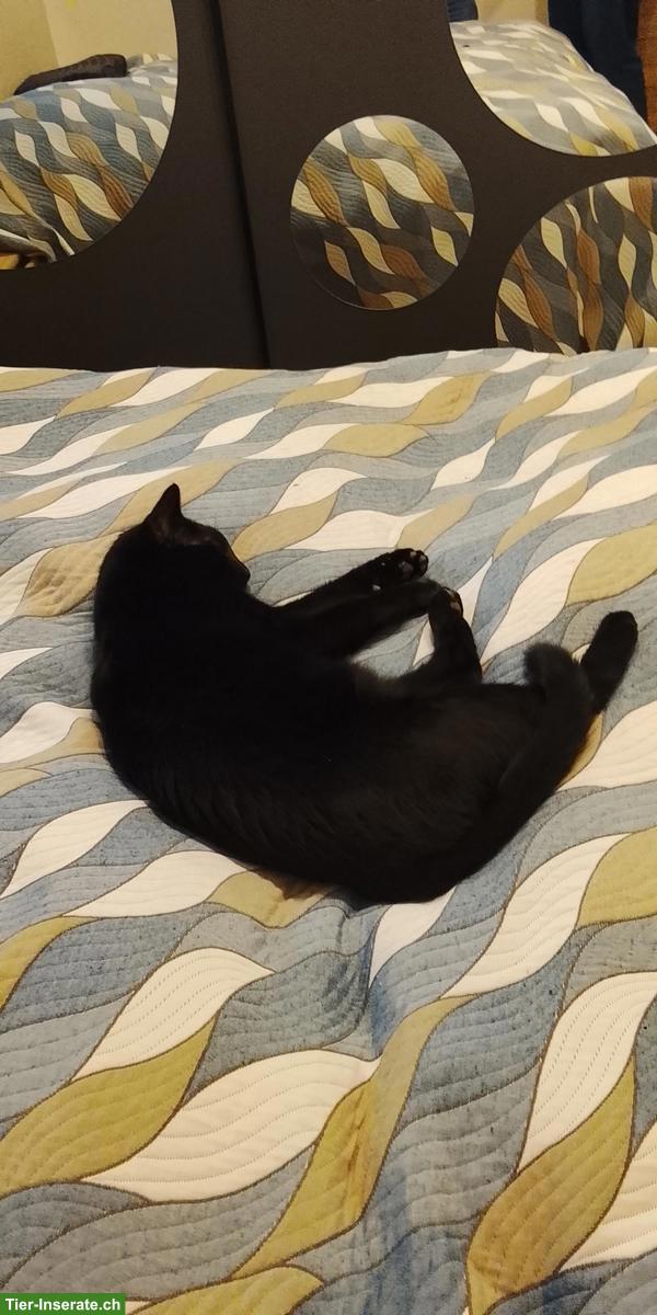 Bild 3: Katzenpaar, Kater & Katze suchen dringend neuen Platz