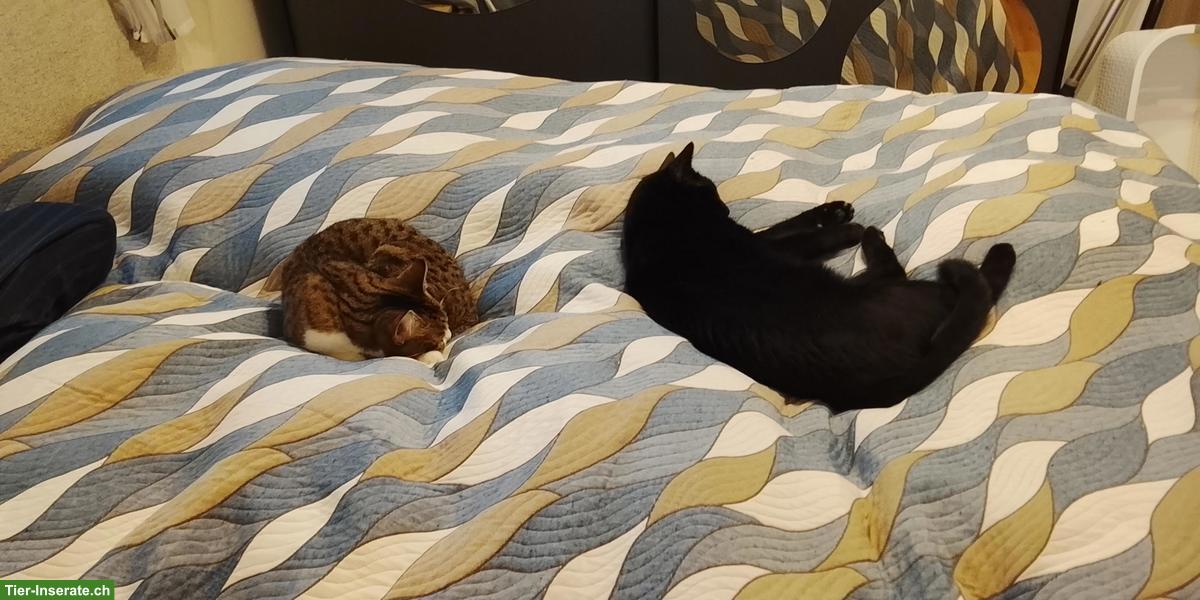 Bild 5: Katzenpaar, Kater & Katze suchen dringend neuen Platz