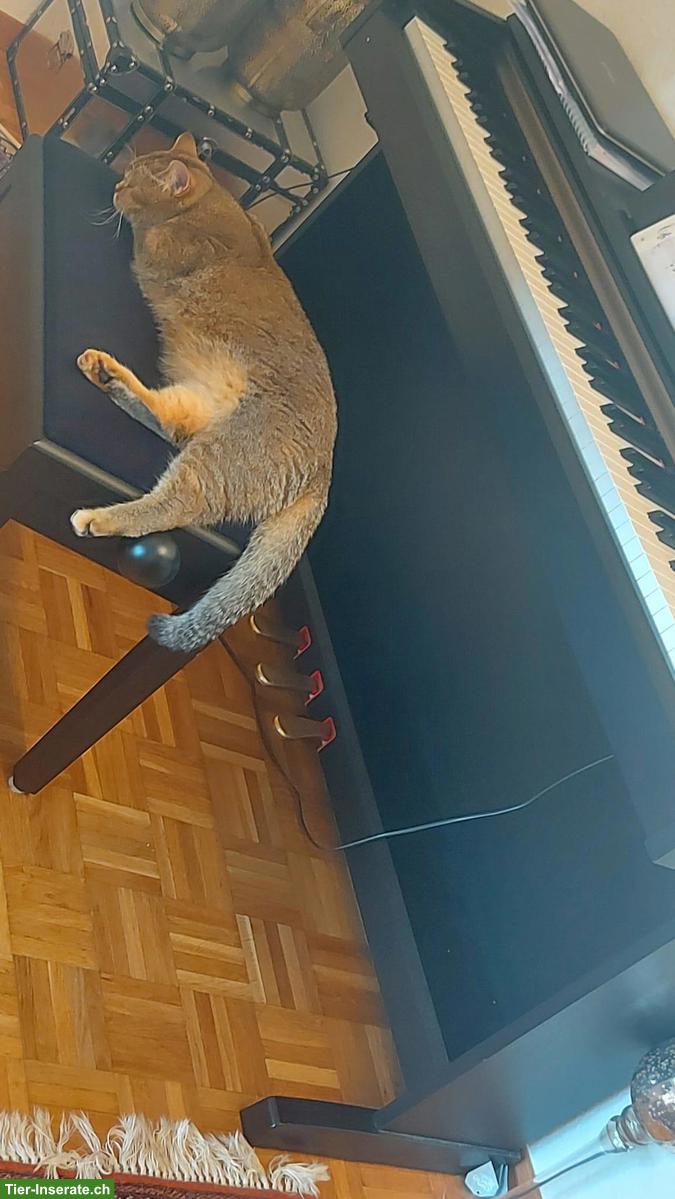 🐱 Scottish Kurzhaar (Straight), weiblich mit Katzenzubehör