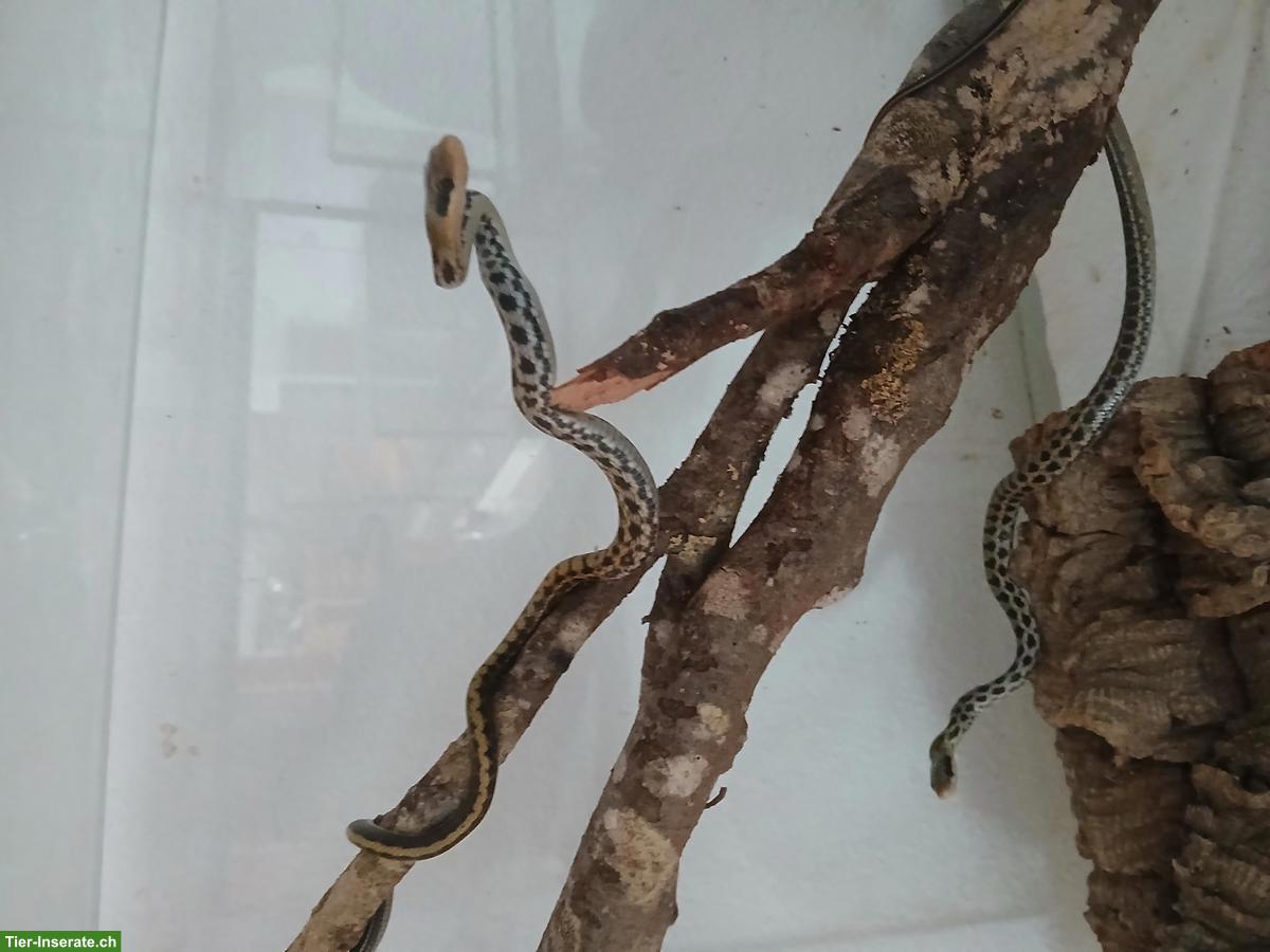 Junge Taiwan-Schönnatter zu verkaufen