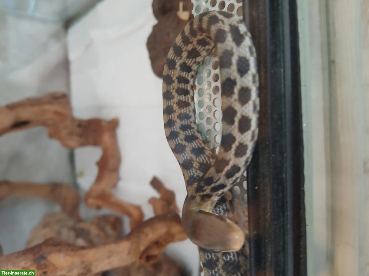 Bild 2: Junge Taiwan-Schönnatter zu verkaufen