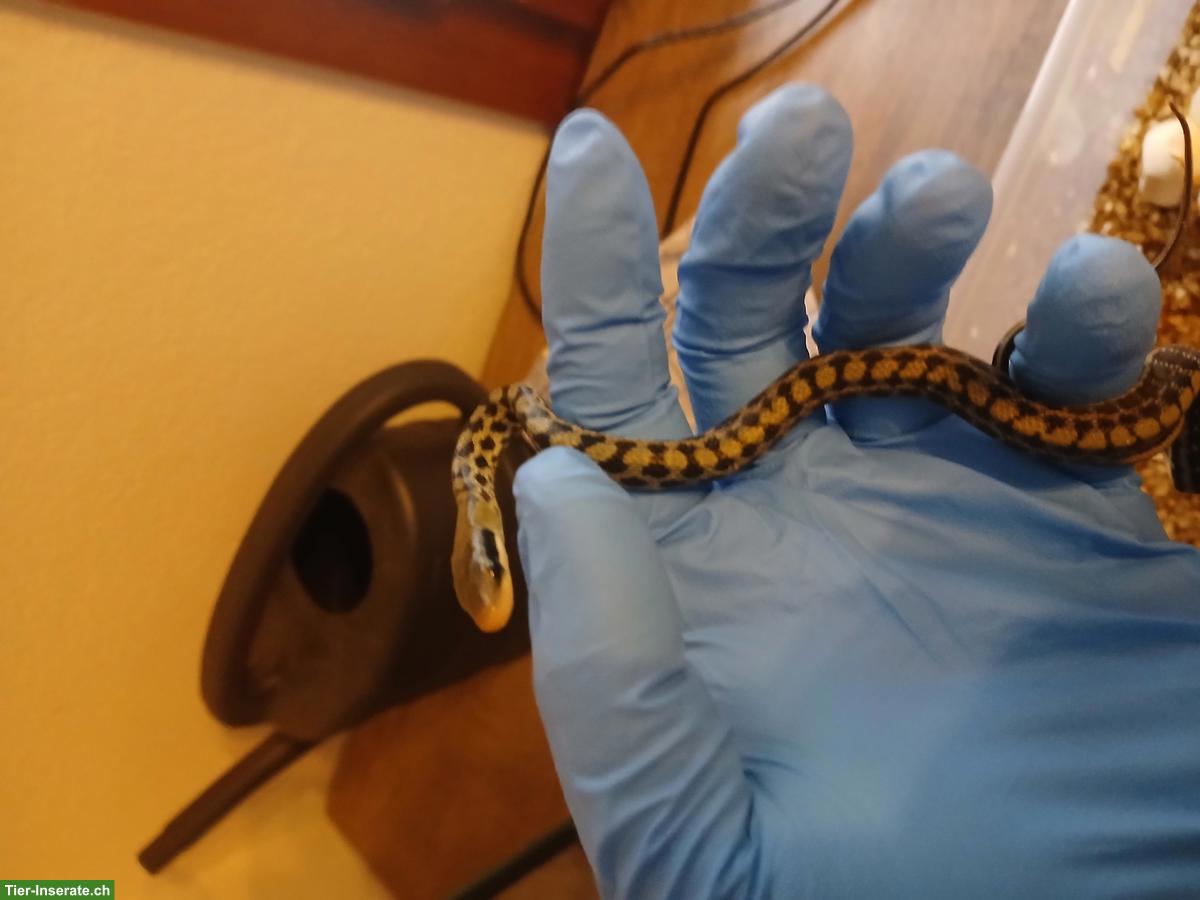 Bild 3: Junge Taiwan-Schönnatter zu verkaufen