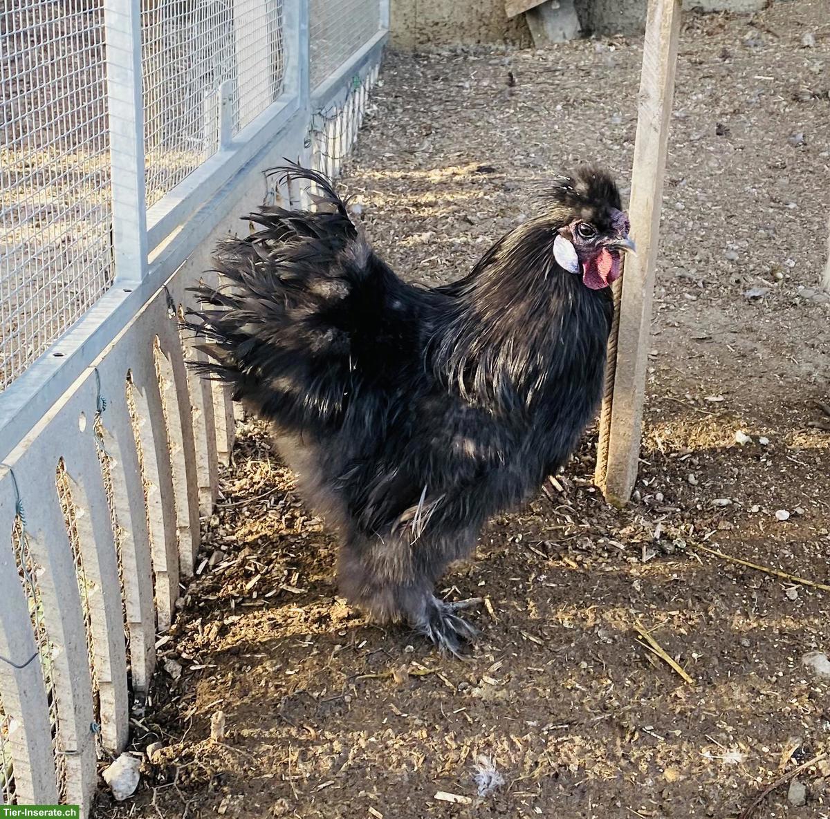 Zwergseidenhuhn Hahn (2025) gratis an guten Platz abzugeben