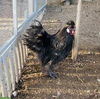 Zwergseidenhuhn Hahn (2025) gratis an guten Platz abzugeben