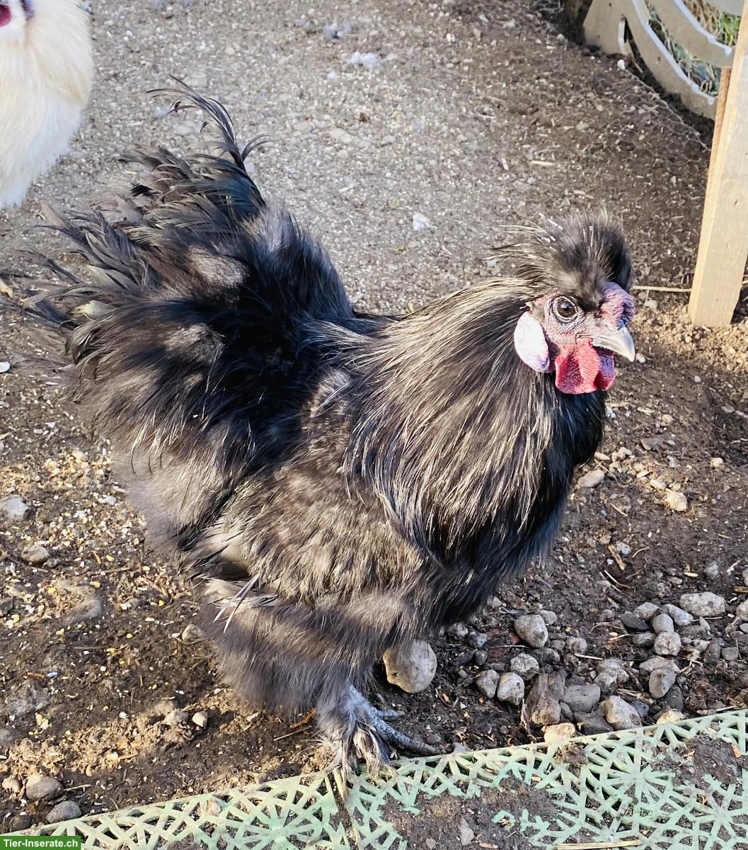 Bild 2: Zwergseidenhuhn Hahn (2025) gratis an guten Platz abzugeben