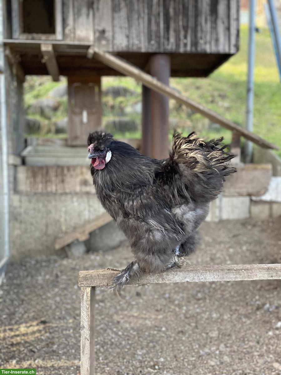 Bild 5: Zwergseidenhuhn Hahn (2025) gratis an guten Platz abzugeben