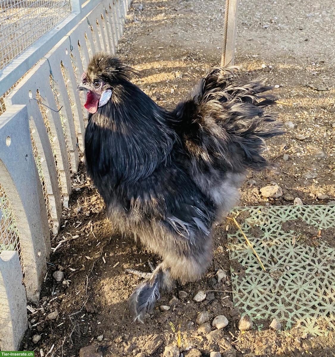 Bild 6: Zwergseidenhuhn Hahn (2025) gratis an guten Platz abzugeben