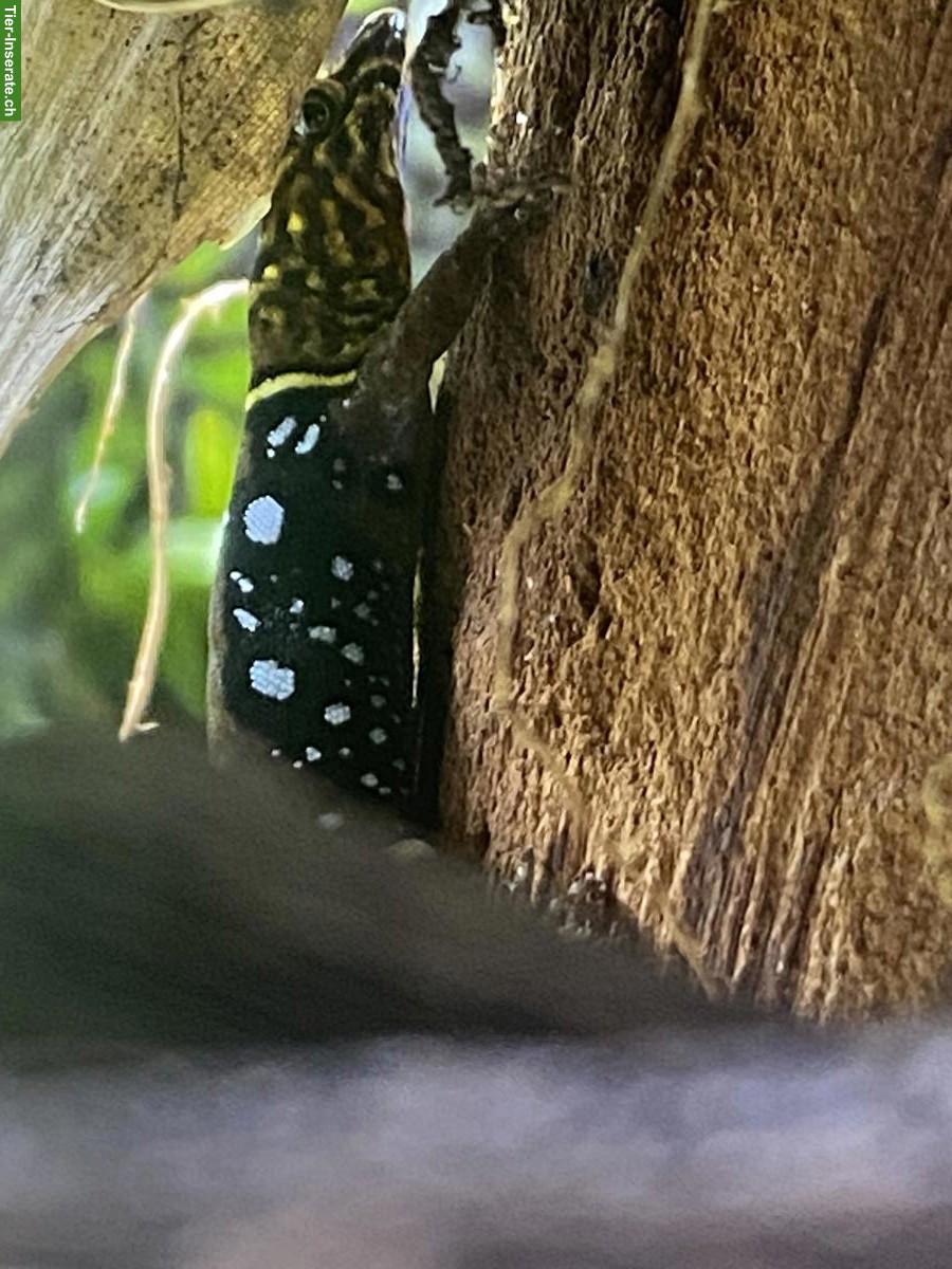 Bild 2: Gonatodes ocellatus, Augenfleck-Gecko