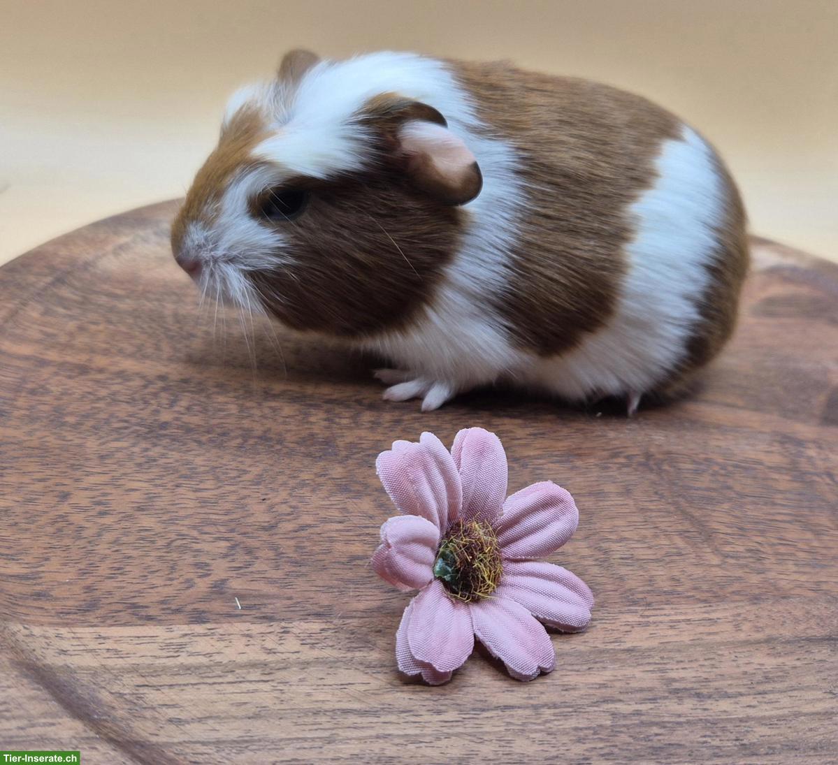 Süsse Meerschweinchen Frühkastraten