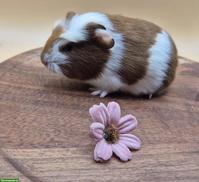 Süsse Crested Meerschweinchen, rot/weiss & schwarz/rot/weiss