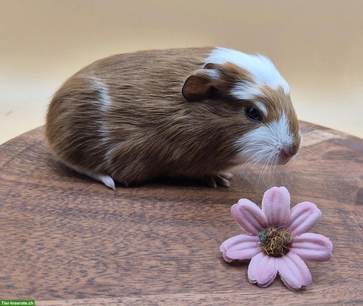 Bild 4: Süsse Meerschweinchen Frühkastraten