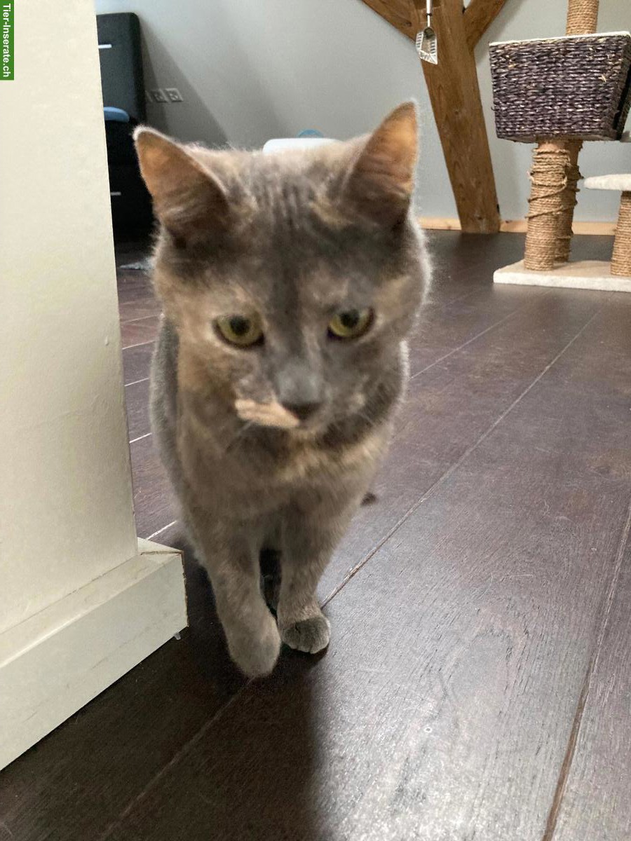 2 zierliche Wohnungskatzen umständehalber abzugeben