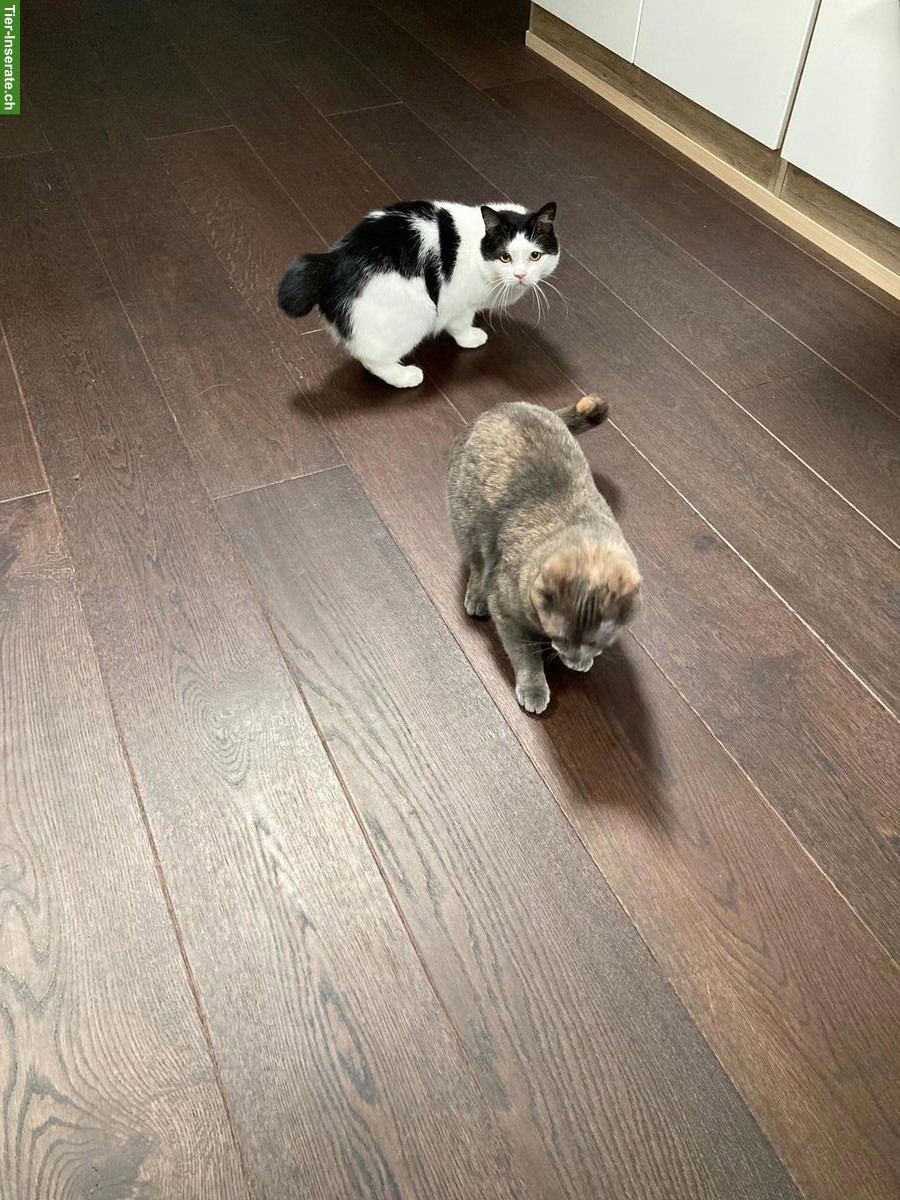 Bild 3: 2 zierliche Wohnungskatzen umständehalber abzugeben